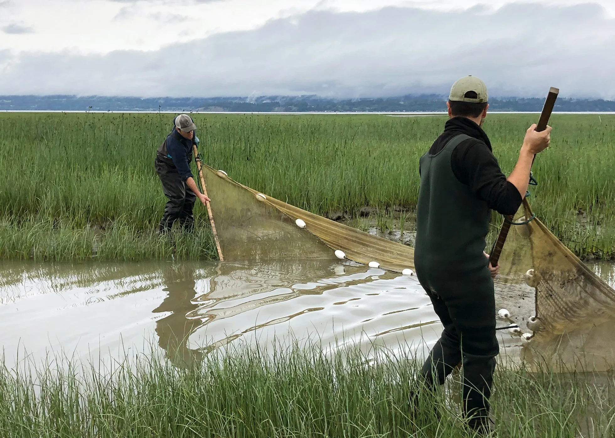 Port Susan Bay Preserve: Where have all the Chinook gone? (Part 2)