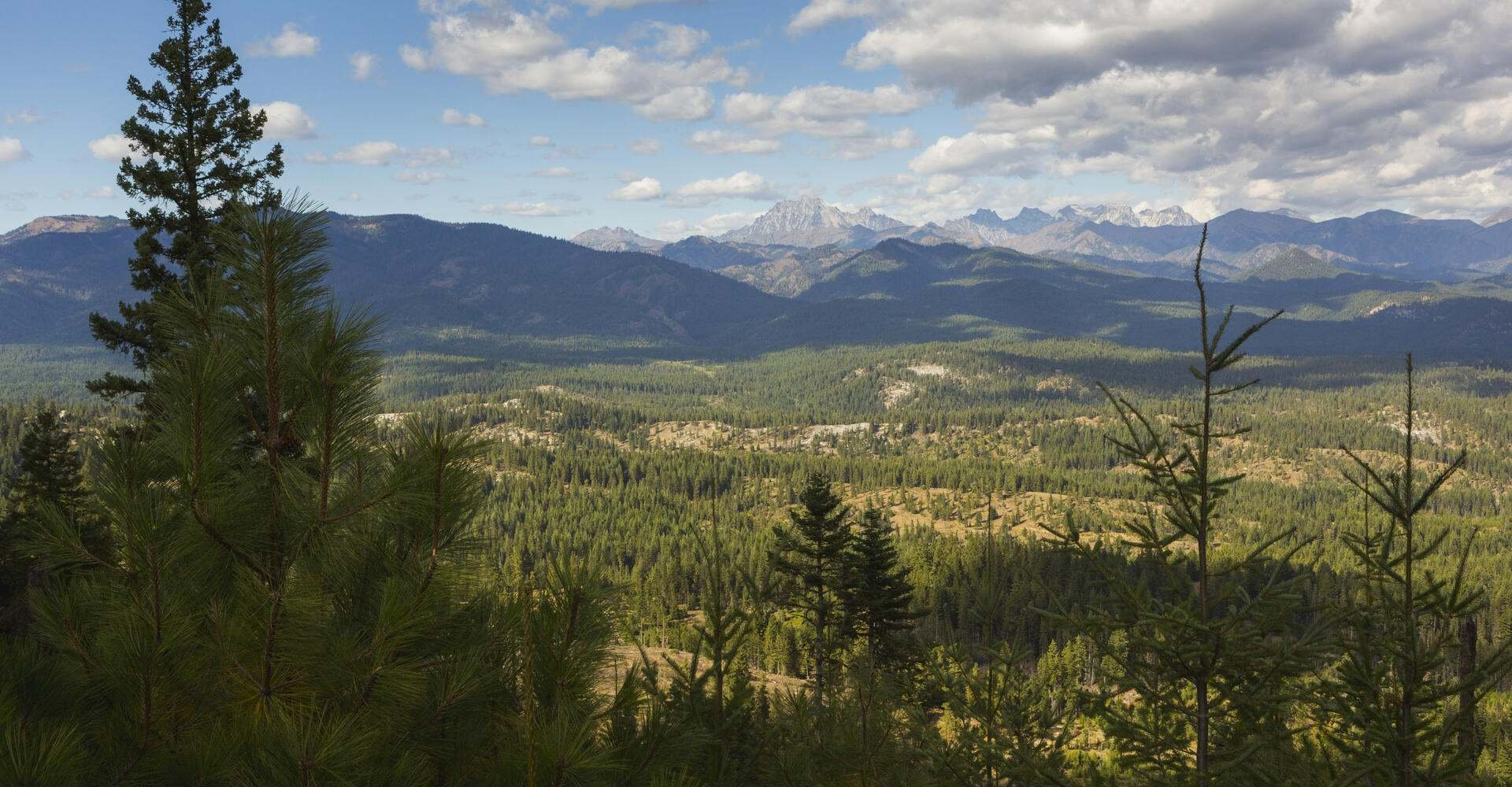 History of the Committee on Conservation of Forests and Wildlife