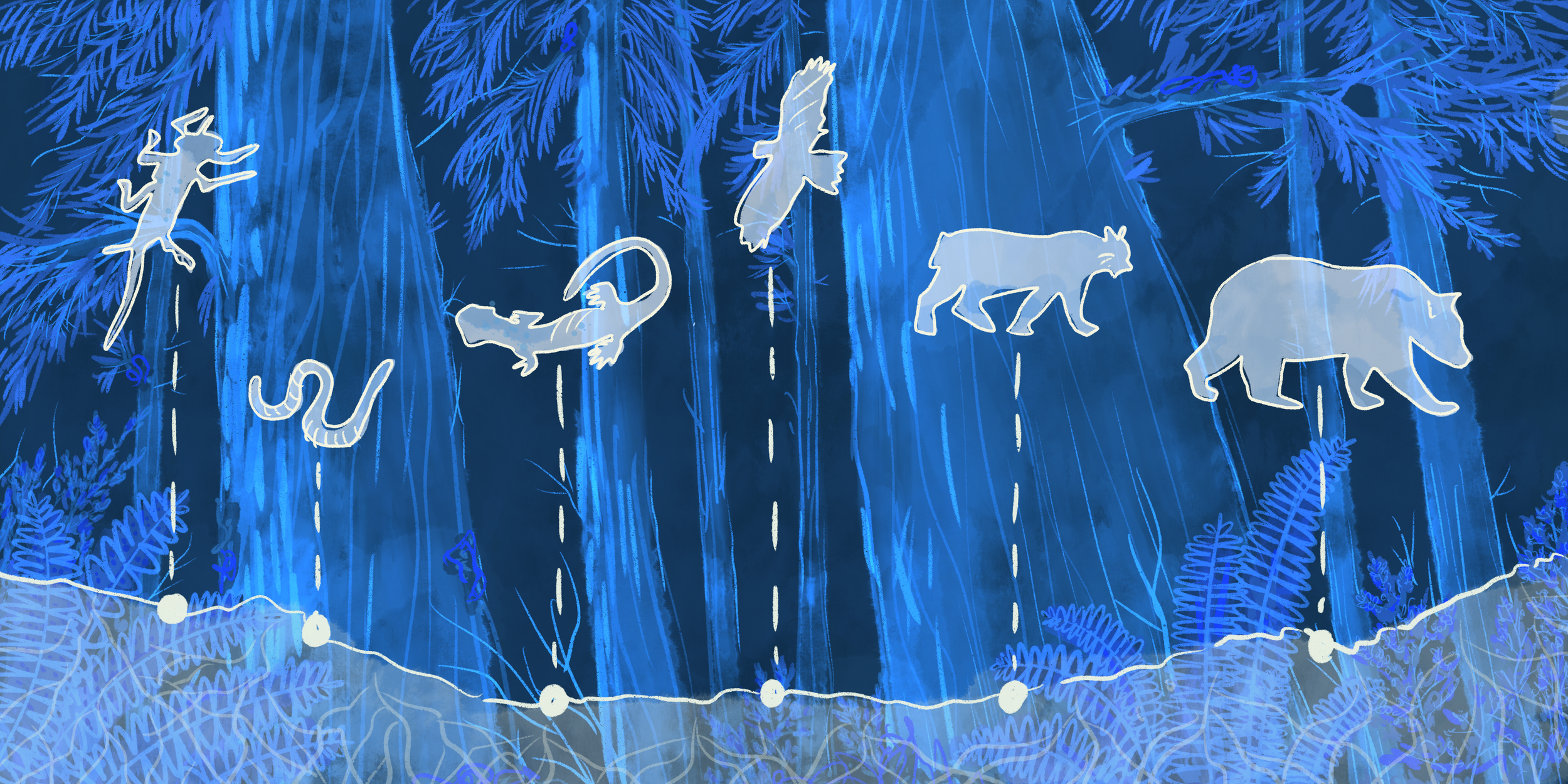 The Story of the Soil: Environmental DNA Results at Ellsworth Creek Preserve