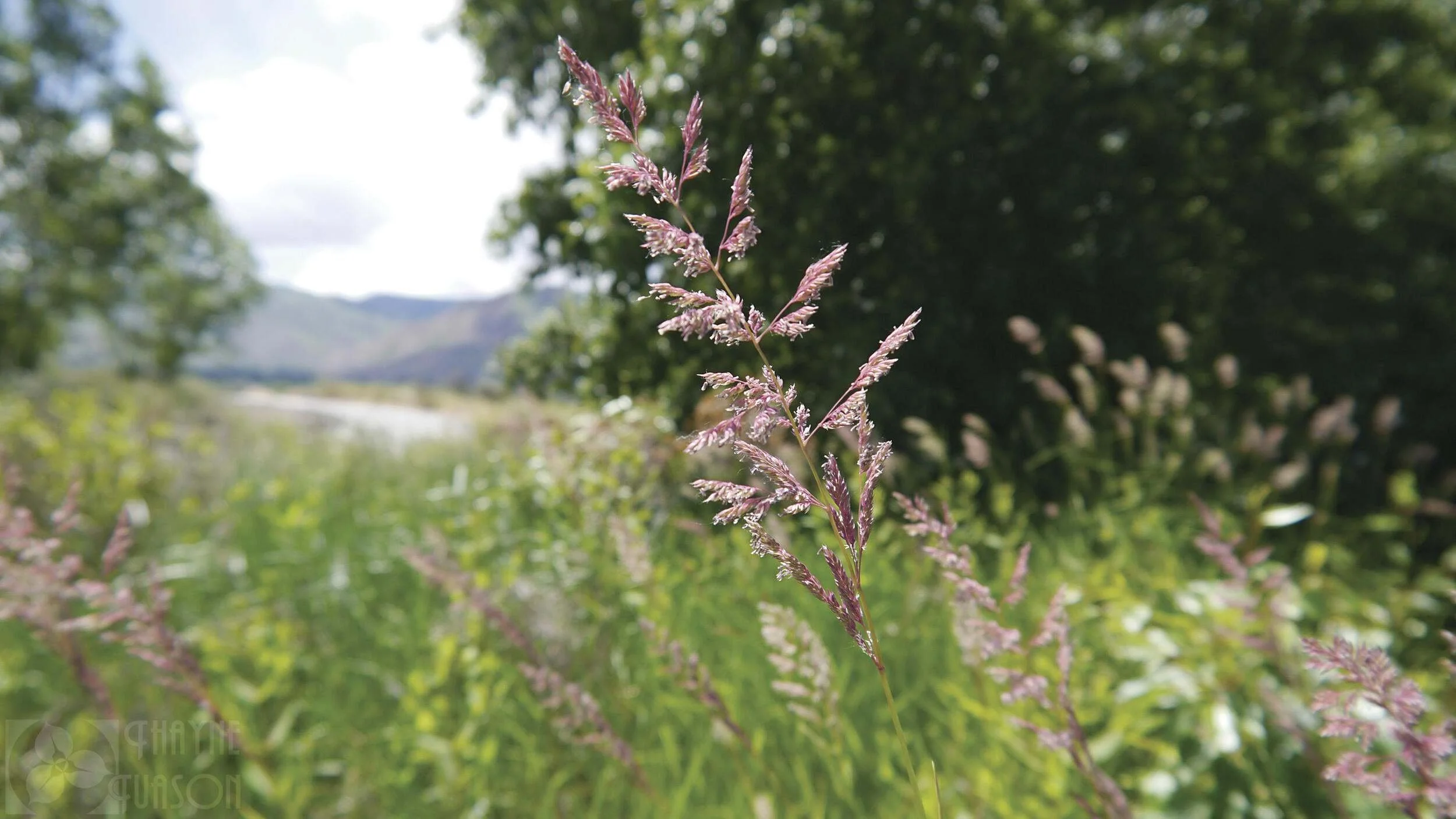 Seattle-Tacoma City Nature Challenge - Orientation for Individuals &amp; Families