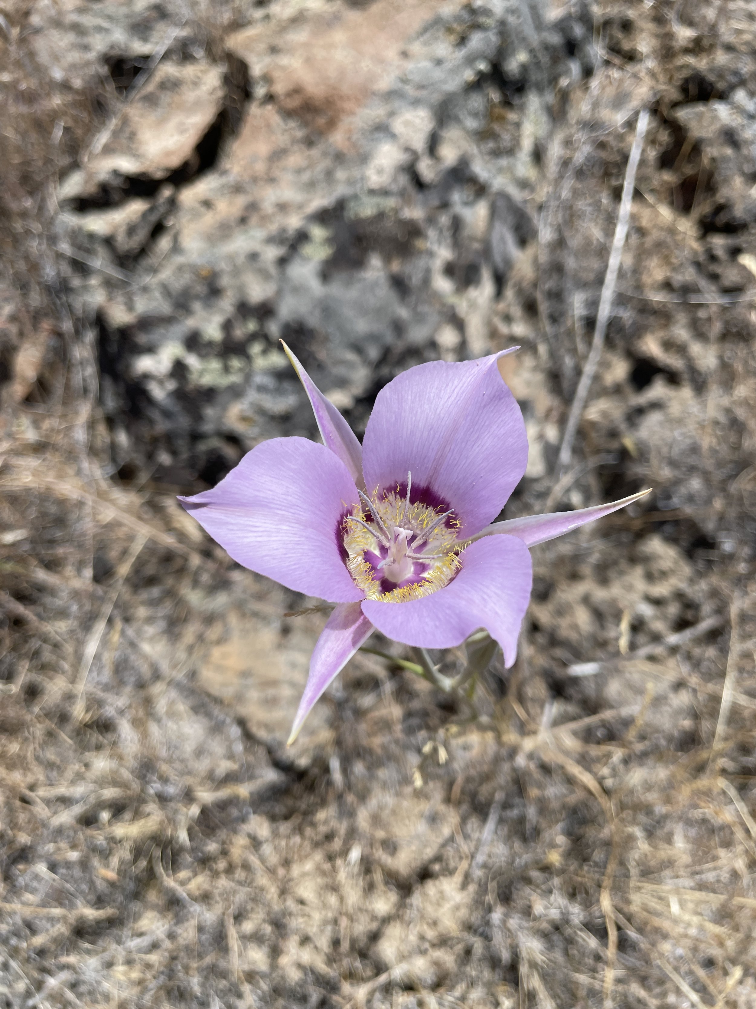 Mariposa_Lily_credit D. Misch.JPG