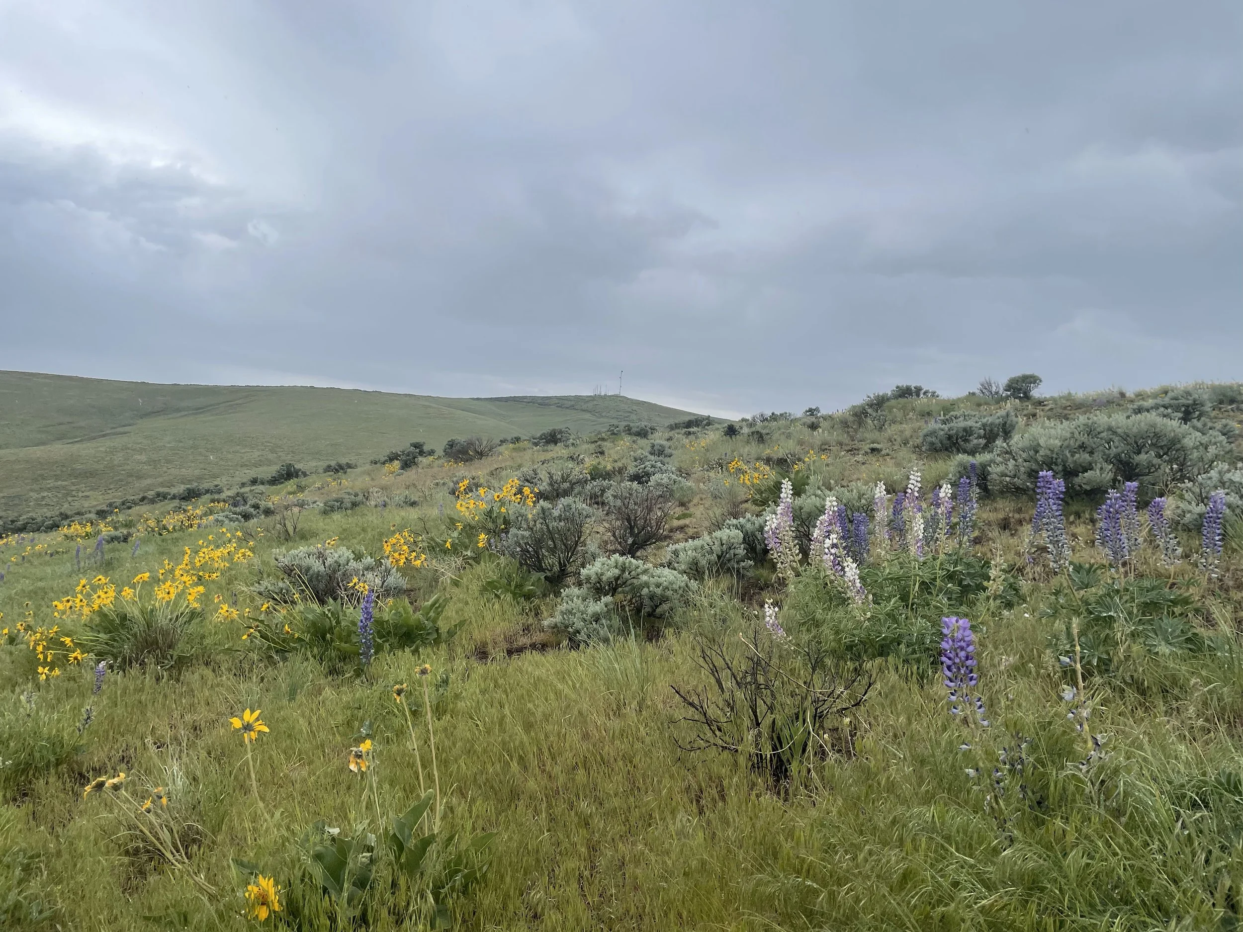 Spring Wildflowers at Moses Coulee and Beezley Hills — The Nature Conservancy in Washington