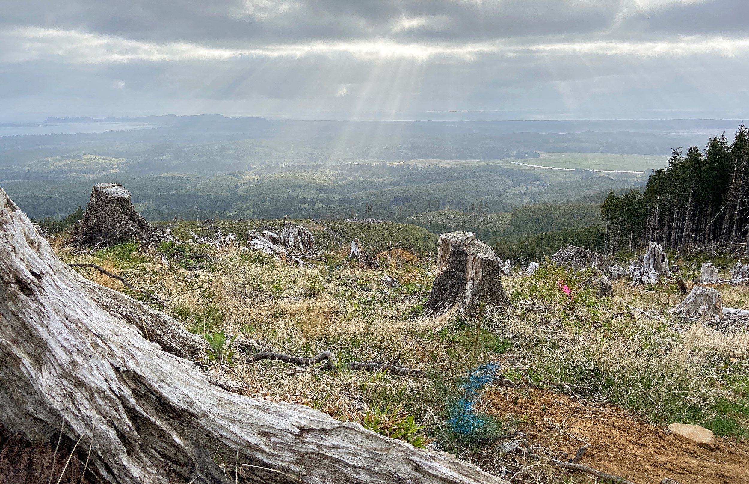 New Seeds on the Block