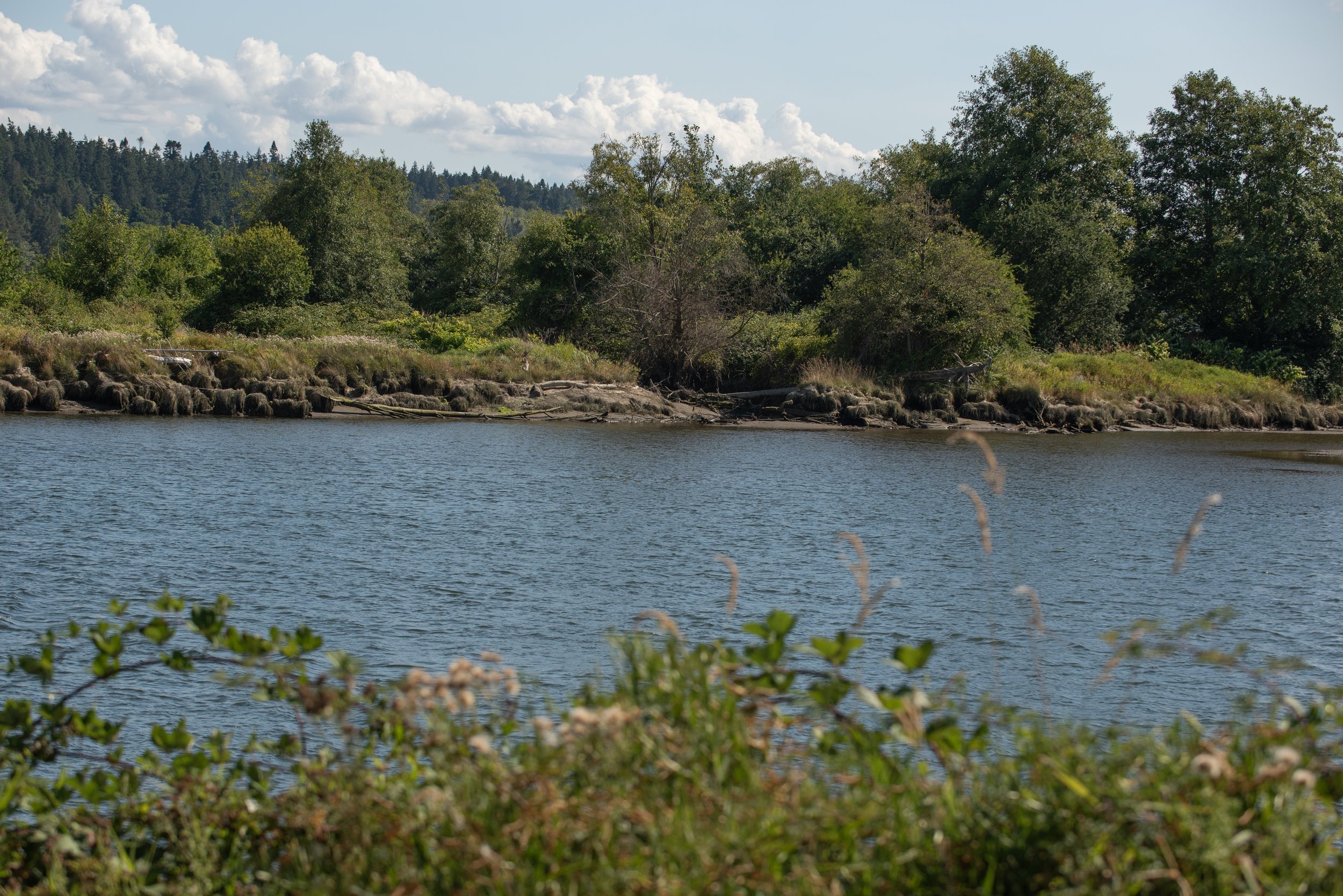  The Stillaguamish River runs alongside TNC’s Port Susan Bay and the Stillagumish Tribe’s zis a ba II site, and will provide an influx of fresh water to the estuary as a result of restoration. © Hannah Letinich/TNC 