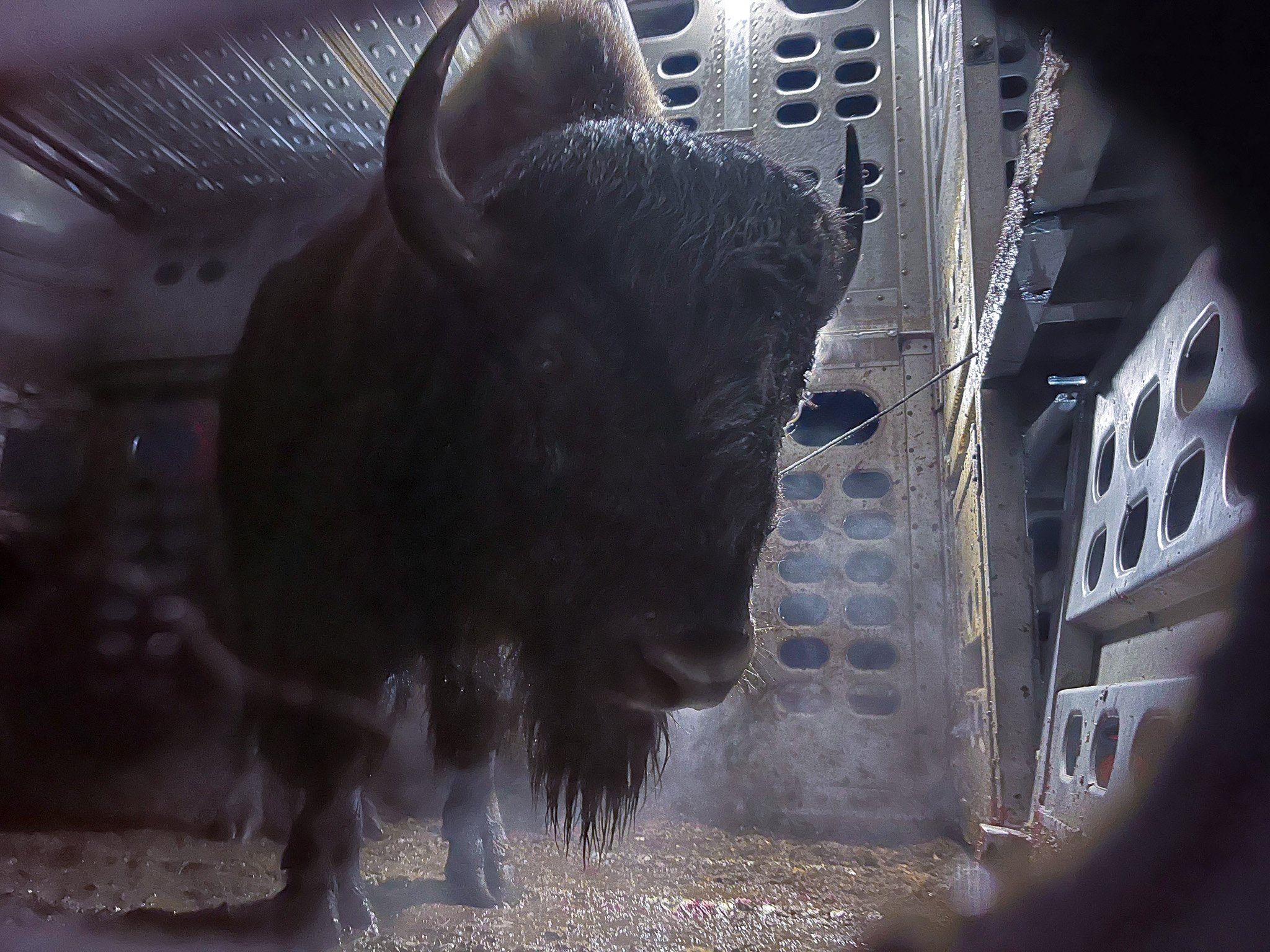 Why the Yakama Nation has a herd of buffalo – and why it's growing -  Northwest Public Broadcasting