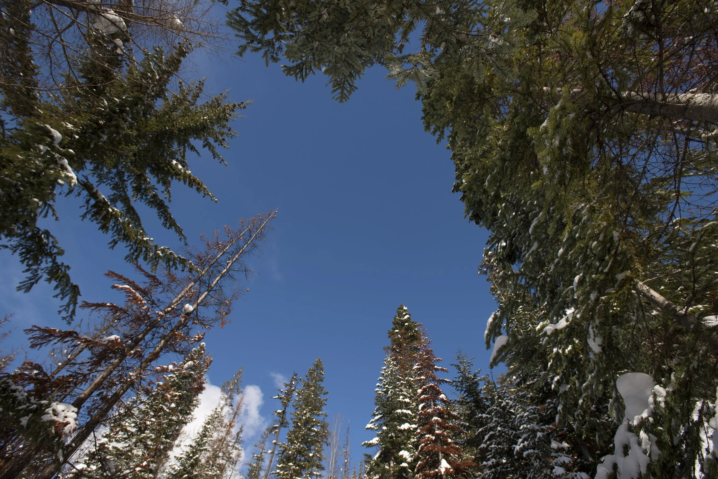 Real Christmas Trees: Making the Difference for Conservation and Community