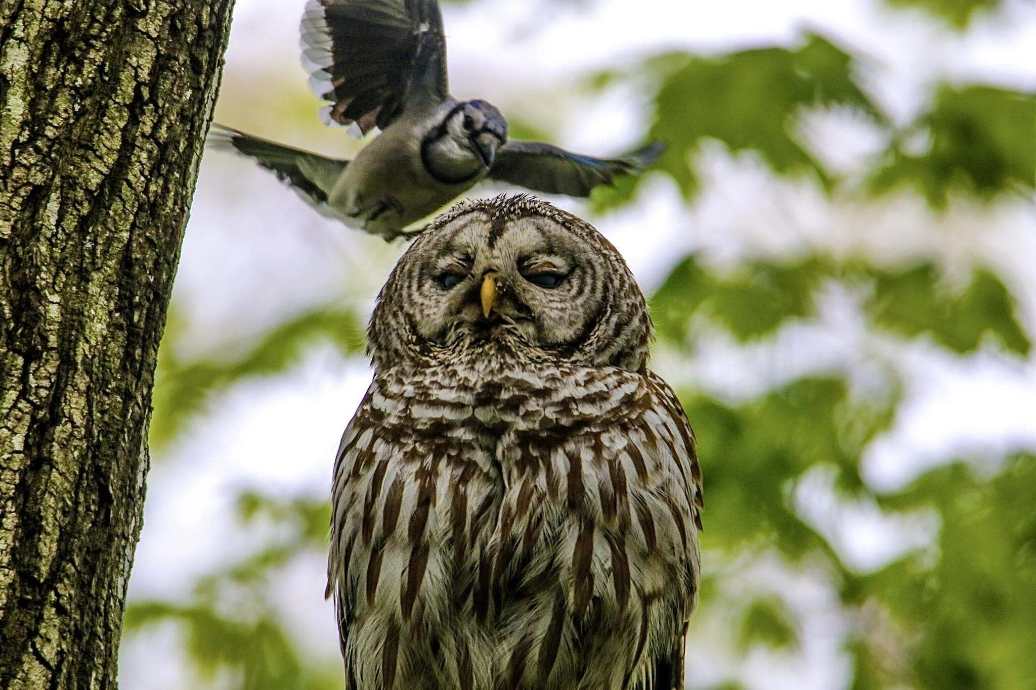 Seattle-Tacoma City Nature Challenge - Orientation for Educators &amp; Other Group Leaders