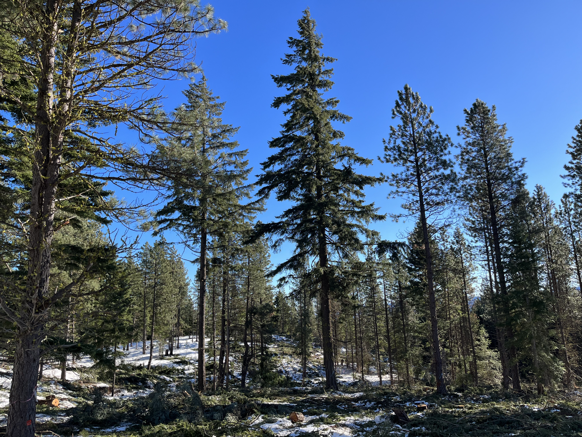 How Go Commerical Thin Project is Complete