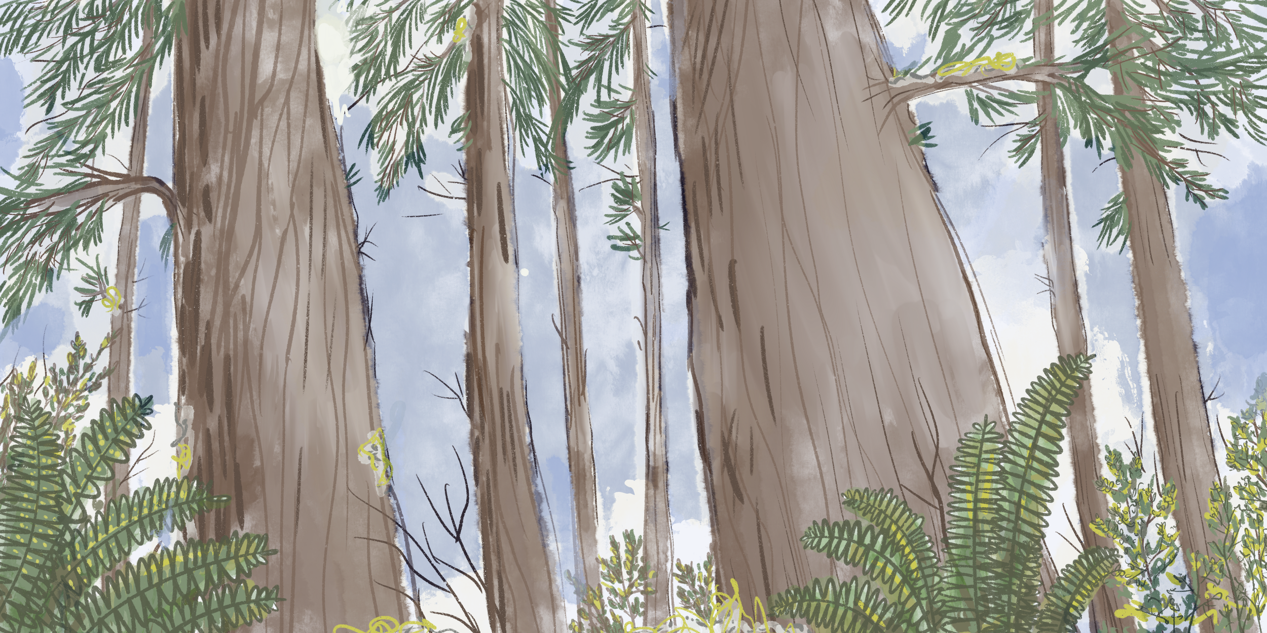 Helping Washington’s Coastal Forests Prepare for the Future