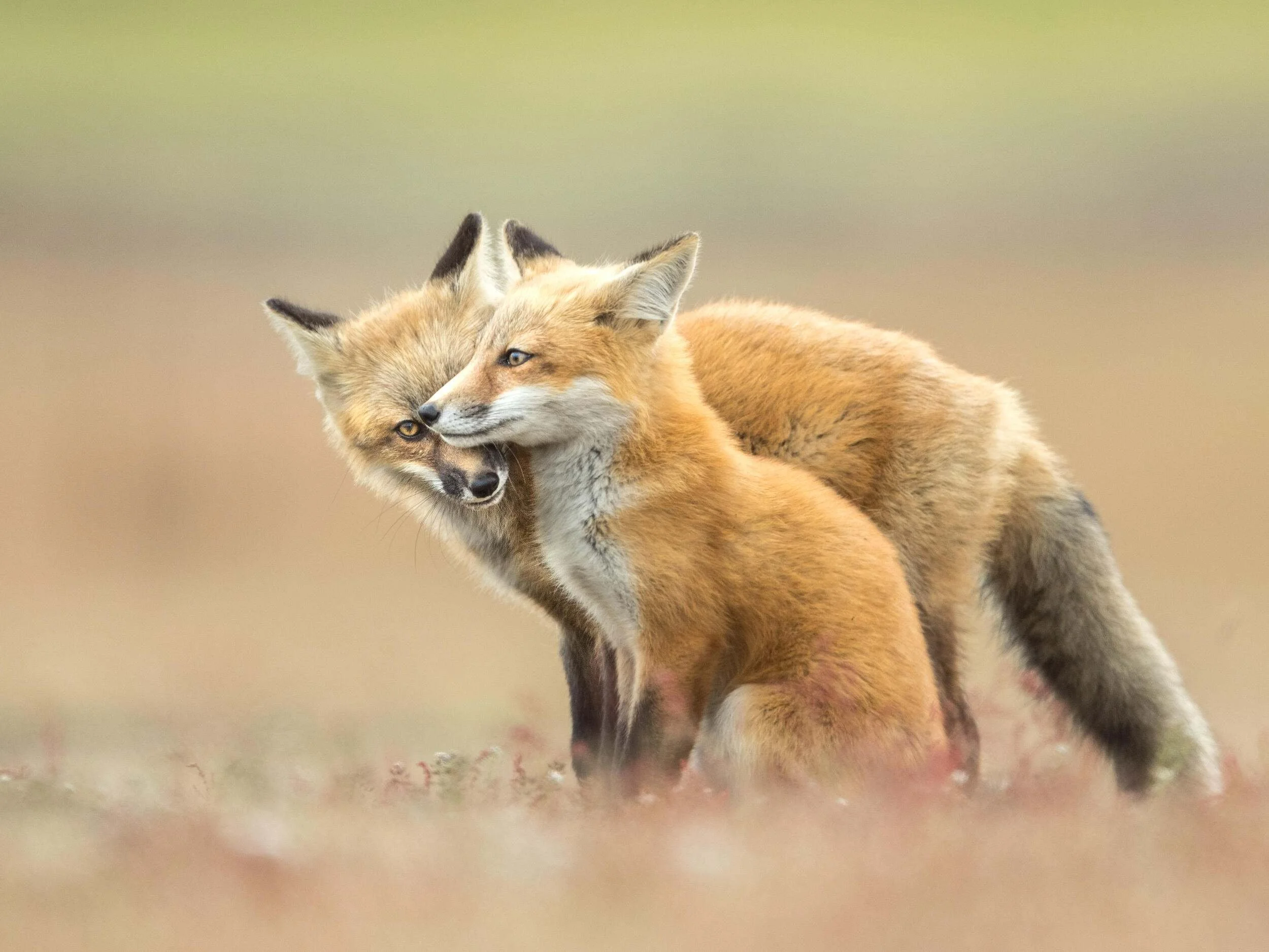 Now Hiring: Grant Contract Writers