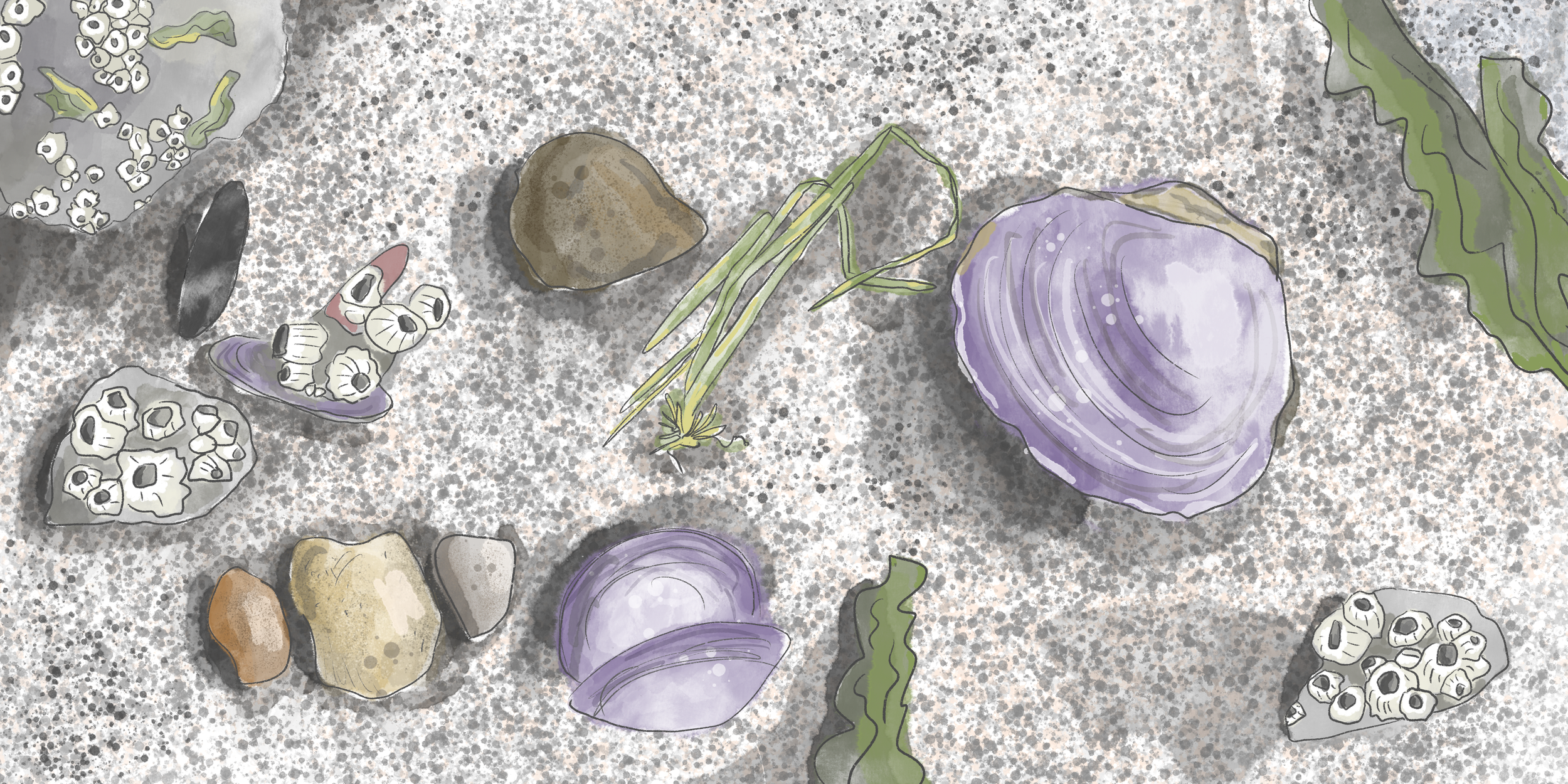 Exploring Nature: Sandy Beaches