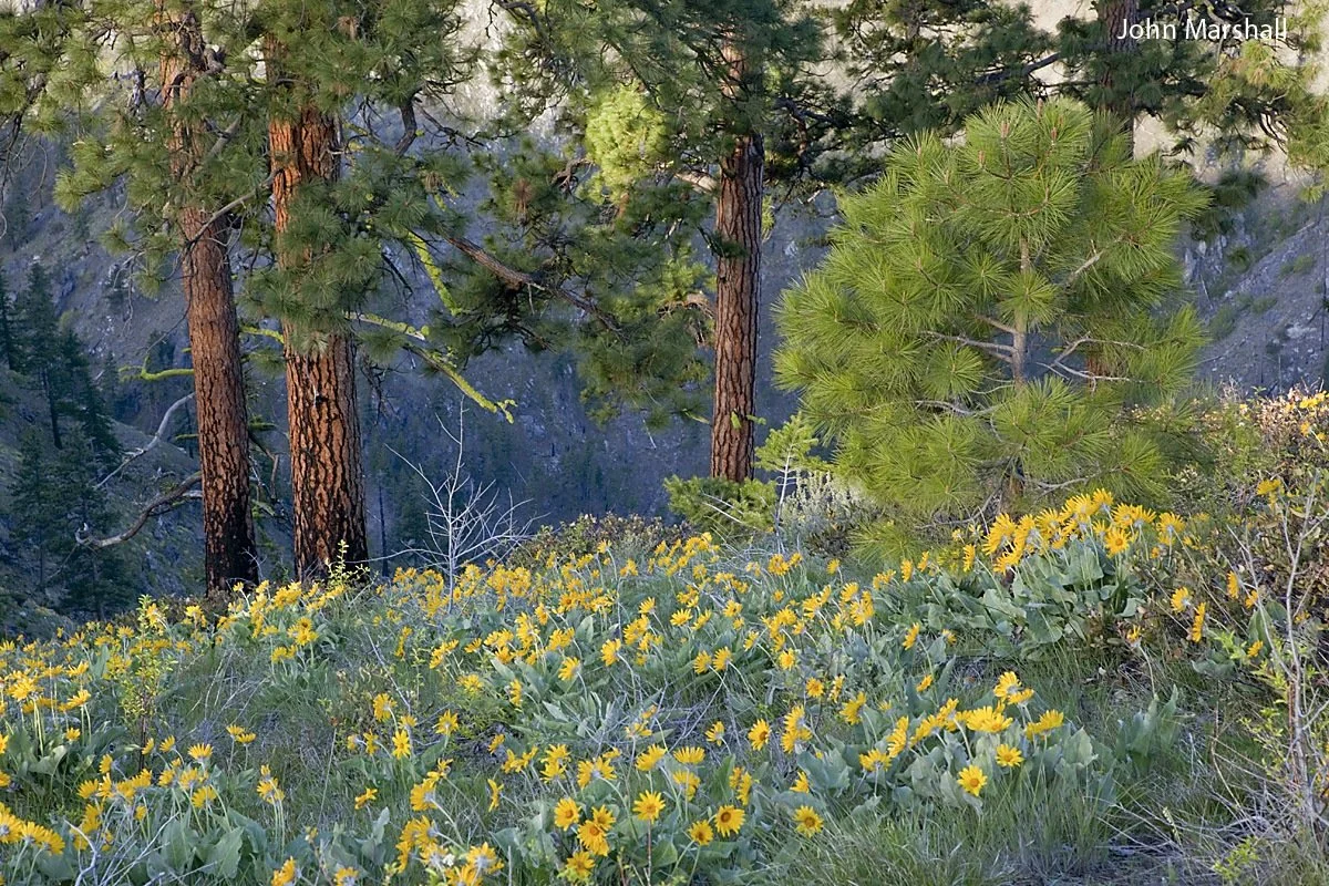 Mitigating Wildfire and Saving the Old Trees 