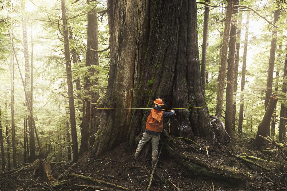 Forester measures old-growth tree