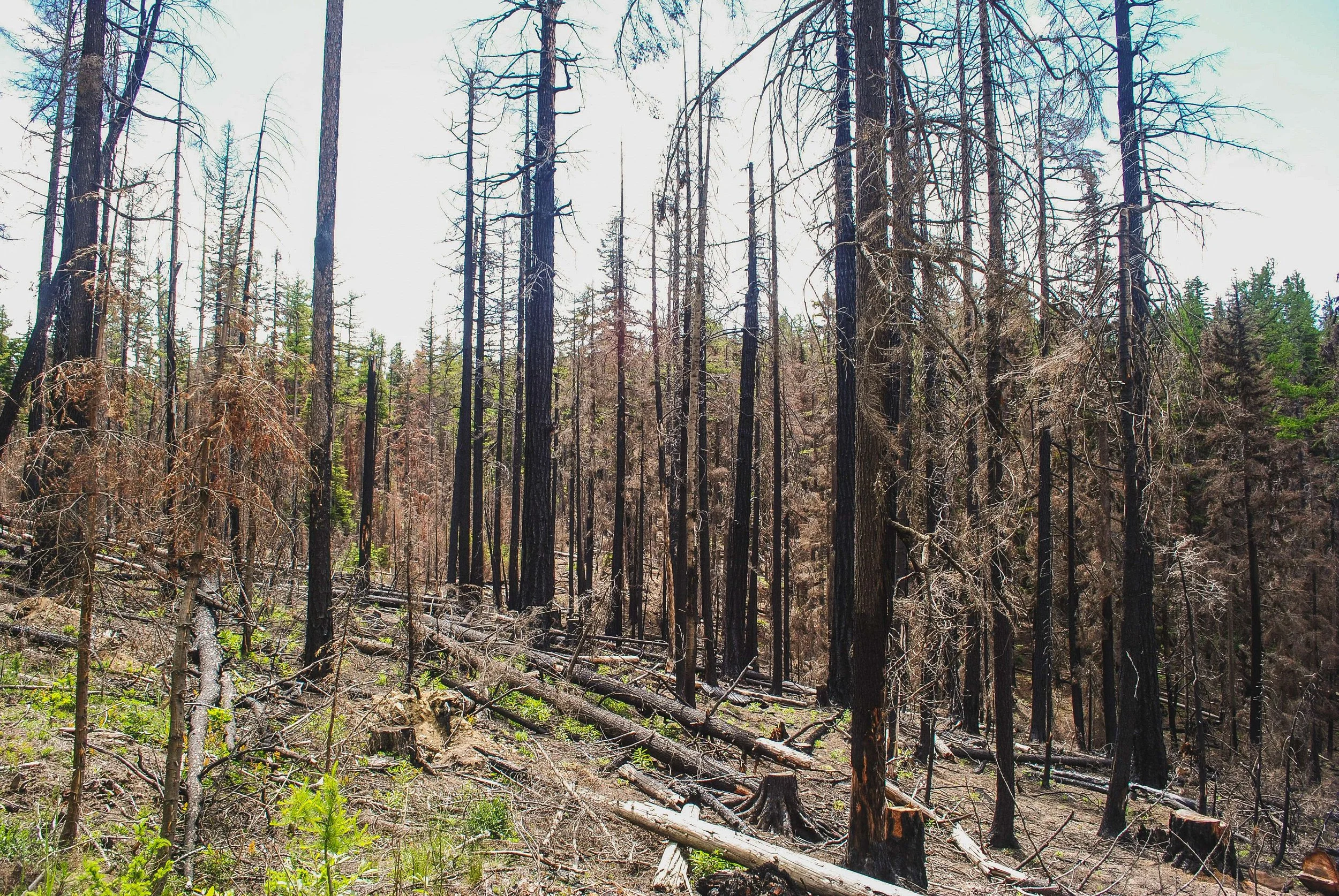 The Trailing Edge Drought, Wildfire and Forest Transformation — The