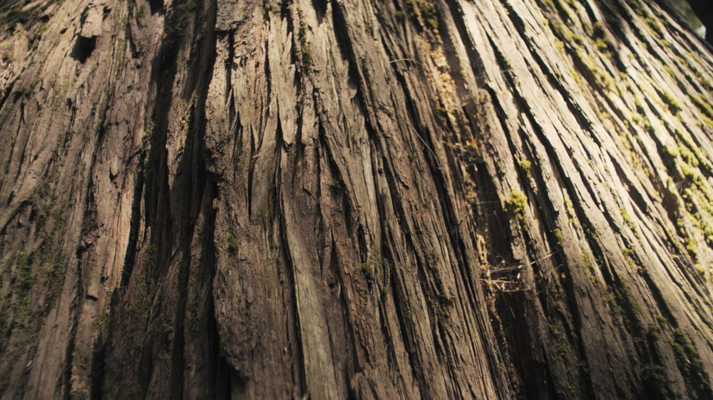A detailed photo of cedar bark.