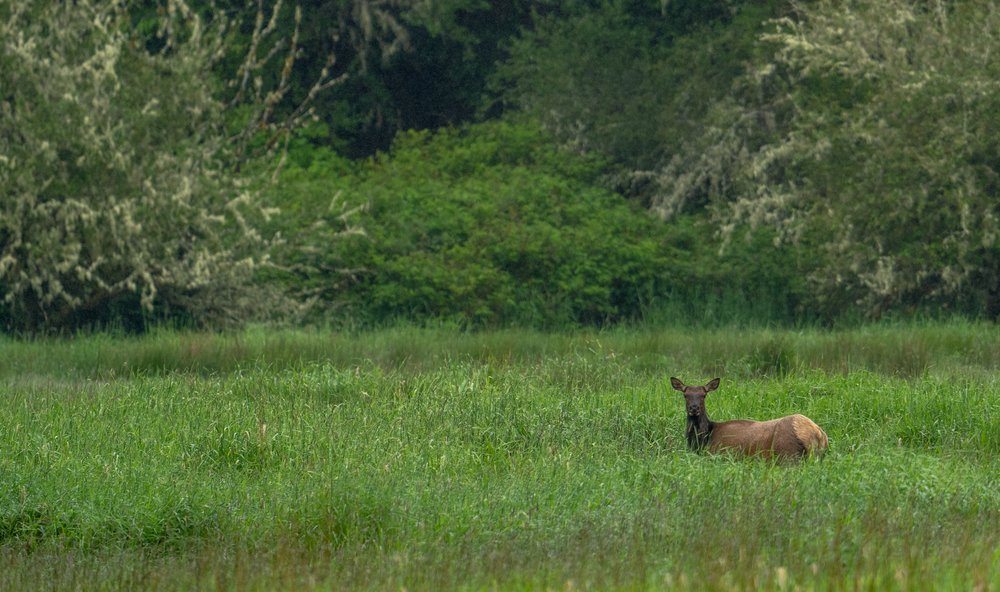 A female elk in the middle of a field at the edge of the Ellsworth Creek Preserve.