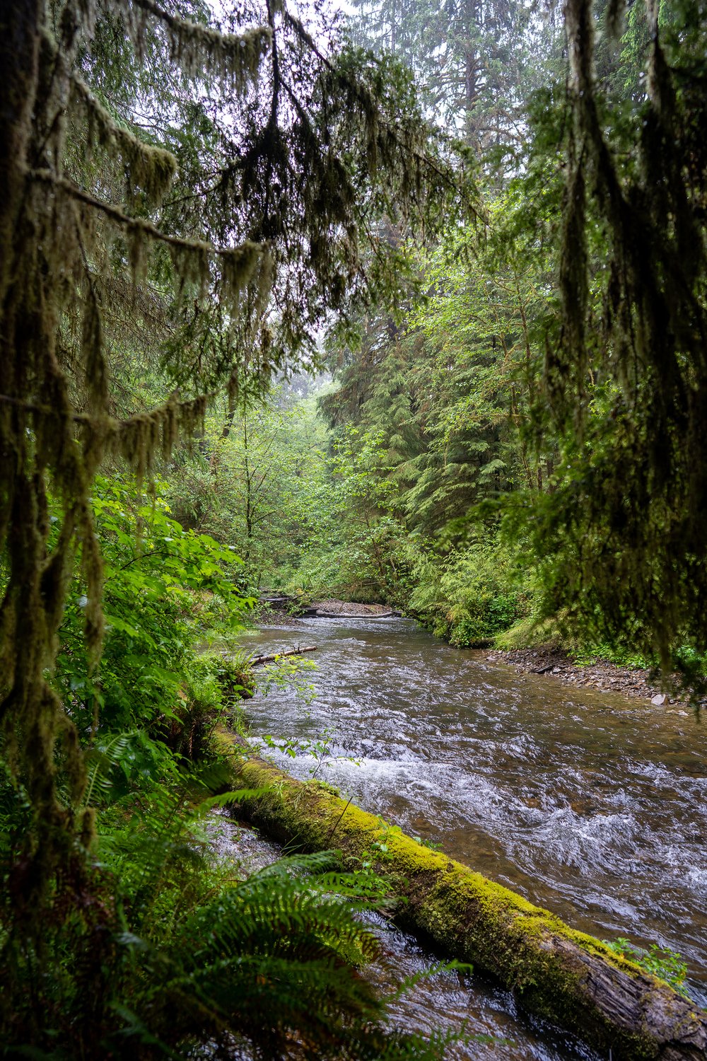 Una foto de Ellsworth Creek fluyendo a través de los árboles de la selva tropical, como el abeto de Sitka.