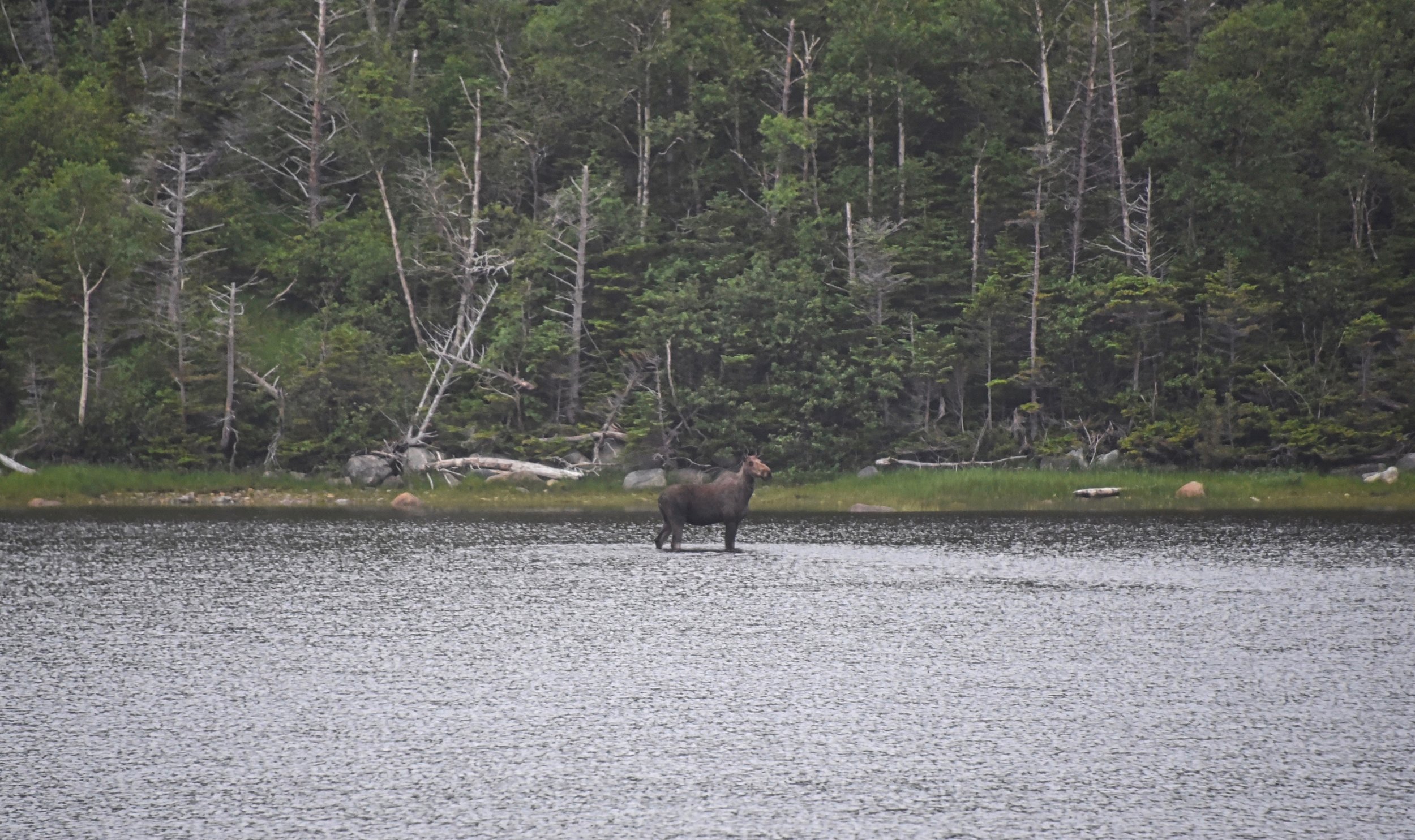 A cow in about three feet of water