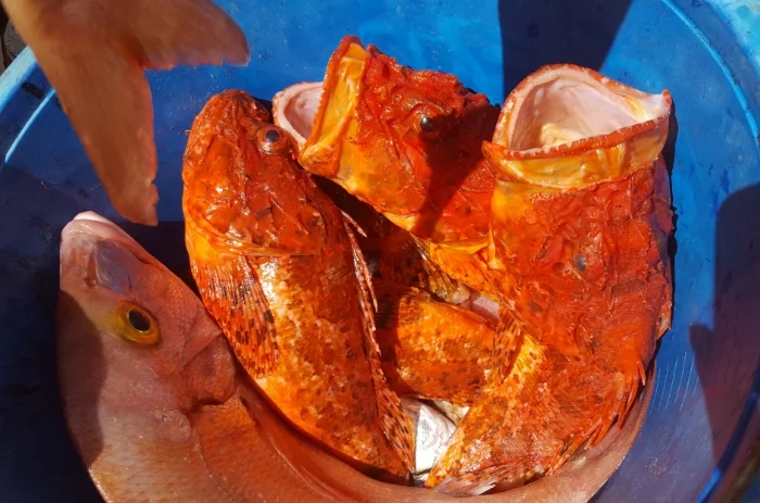Concursos de pesca - 2016