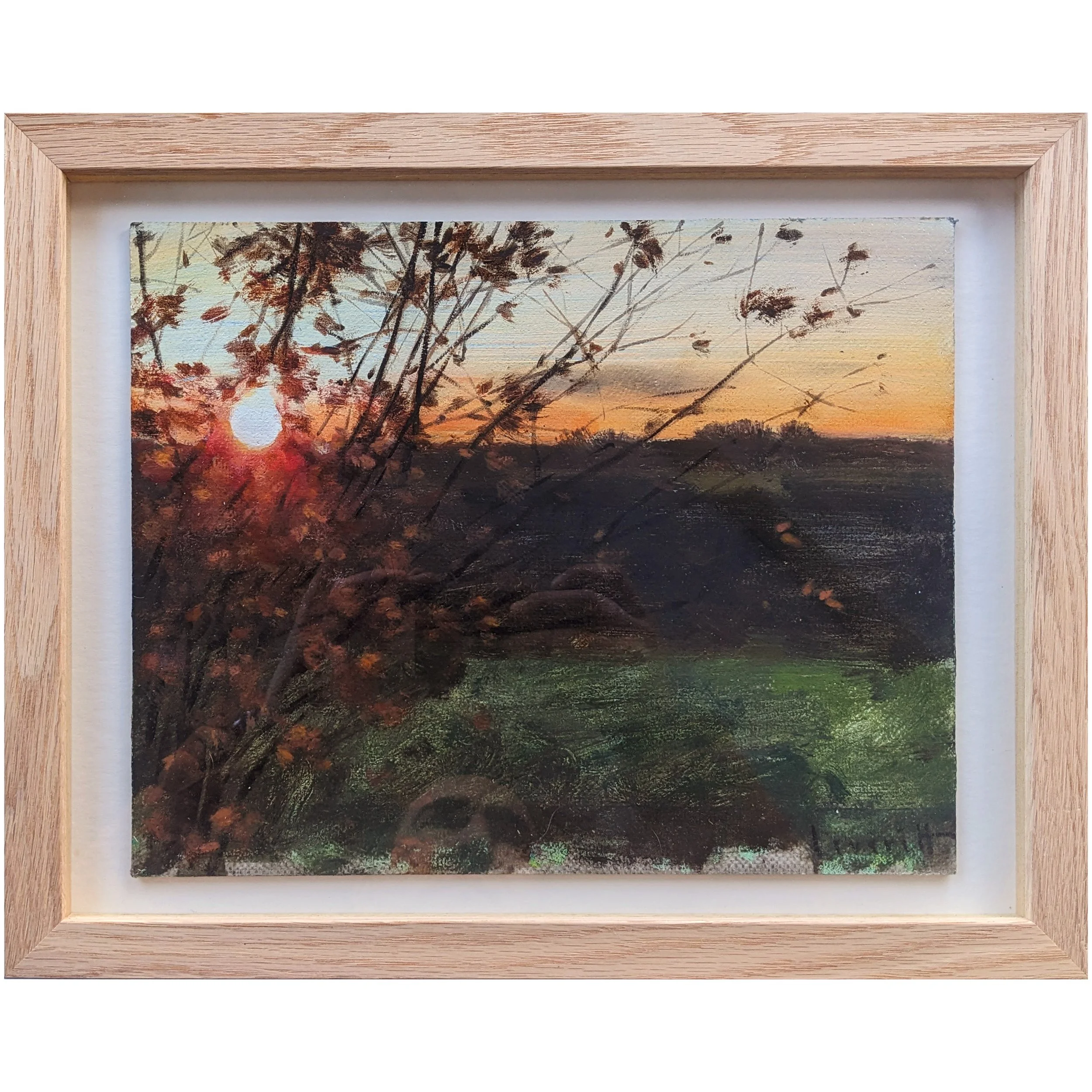 Sunset through a field maple