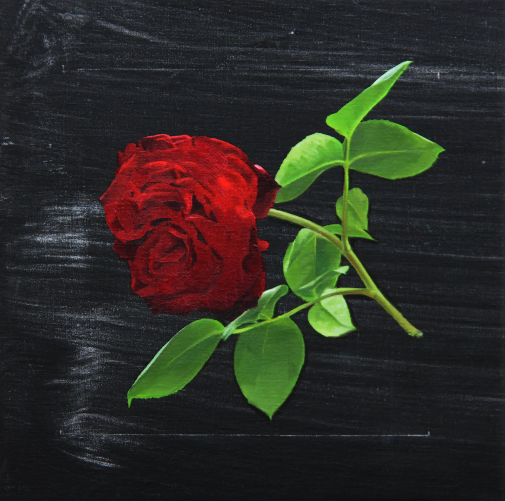 2009-05_rose_01_zm.jpg