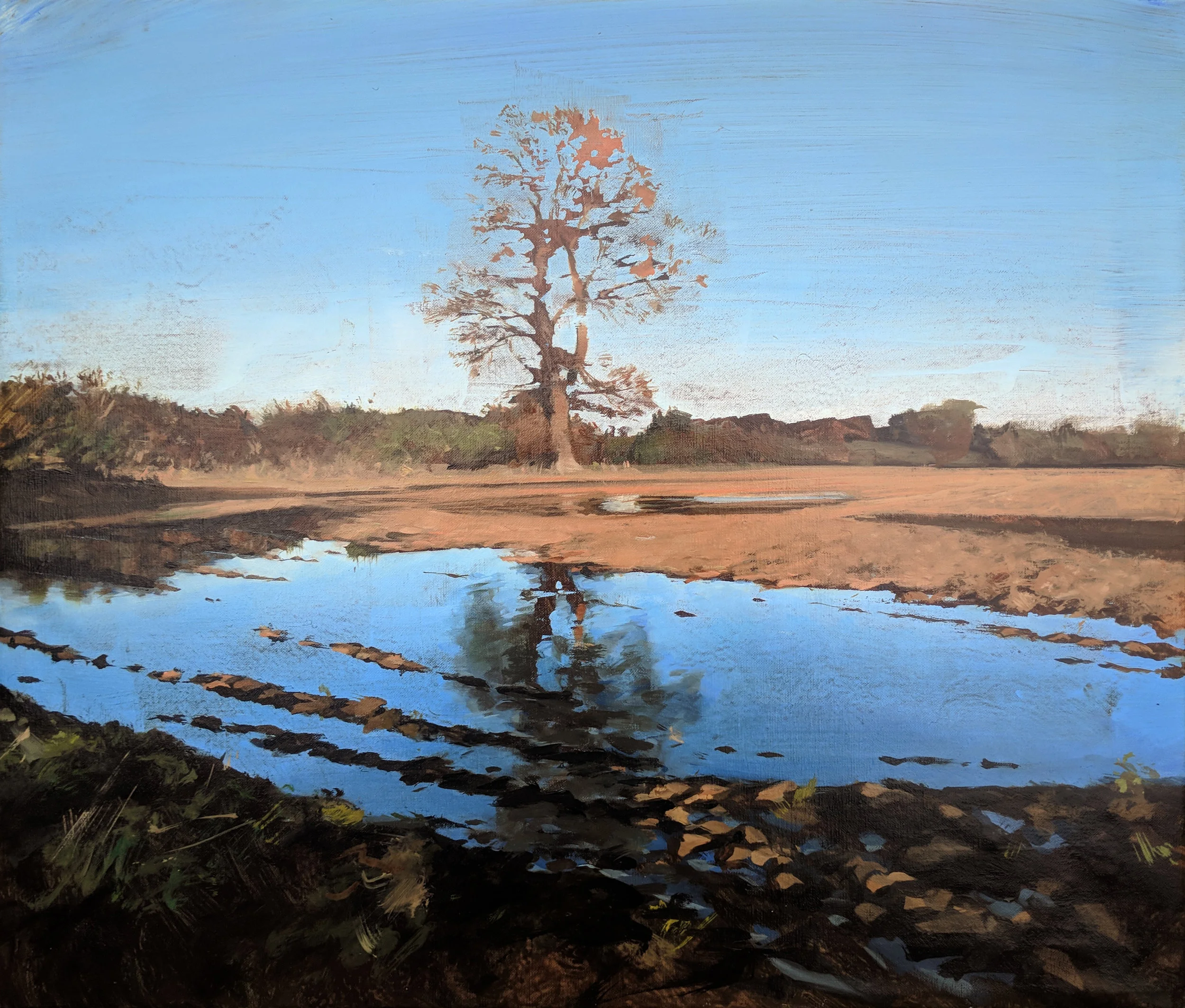 Tree reflected in a flooded field - Ashby.jpg