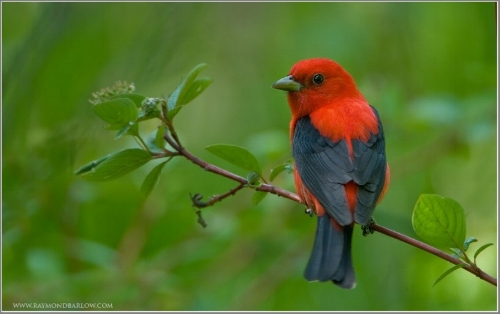 Scarlet tanager (used with permission, www.raymondbarlow.com )