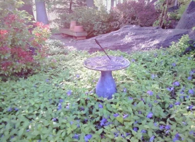 Periwinkle.jpg