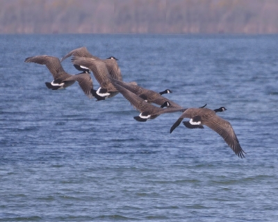 Geese.jpg