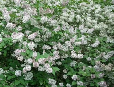 Green covered in lilac.