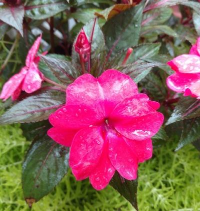 Green covered in pink.