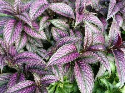 Dramatic pink turning purple.