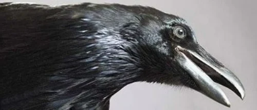 Crow.jpg