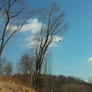 Pair of Ravens.jpg