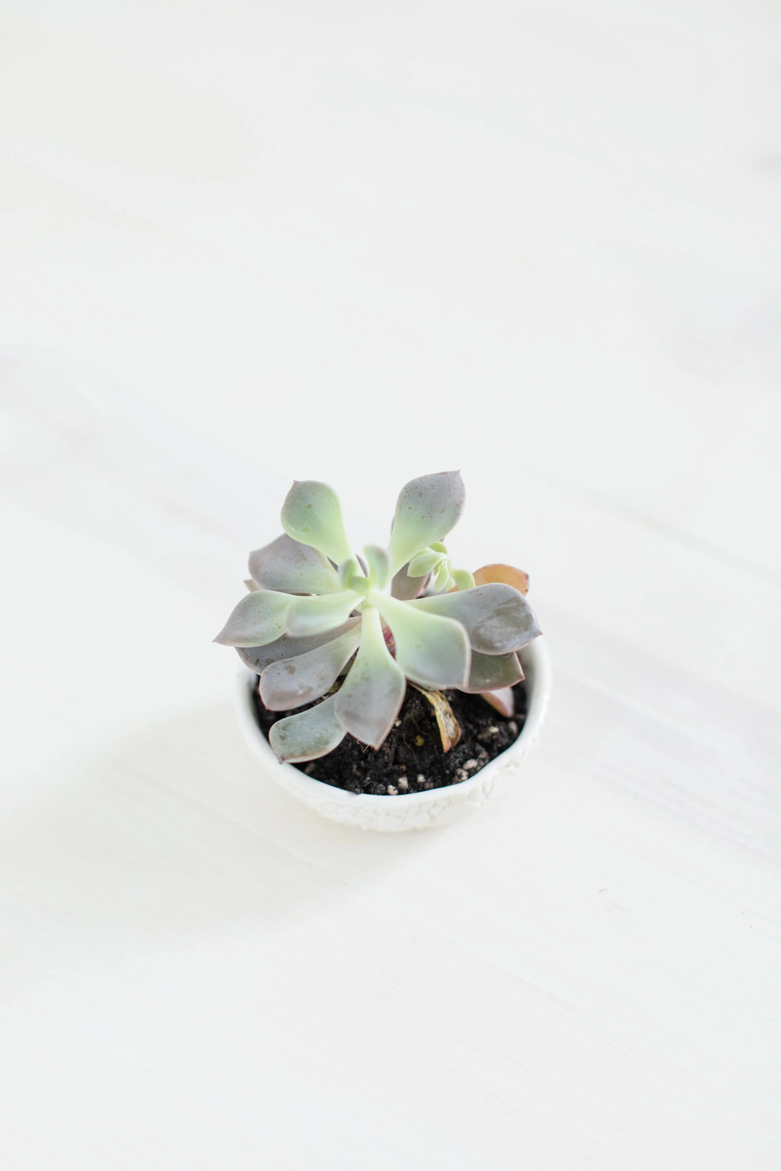 Jade Succulent Holder - Russian Faberge