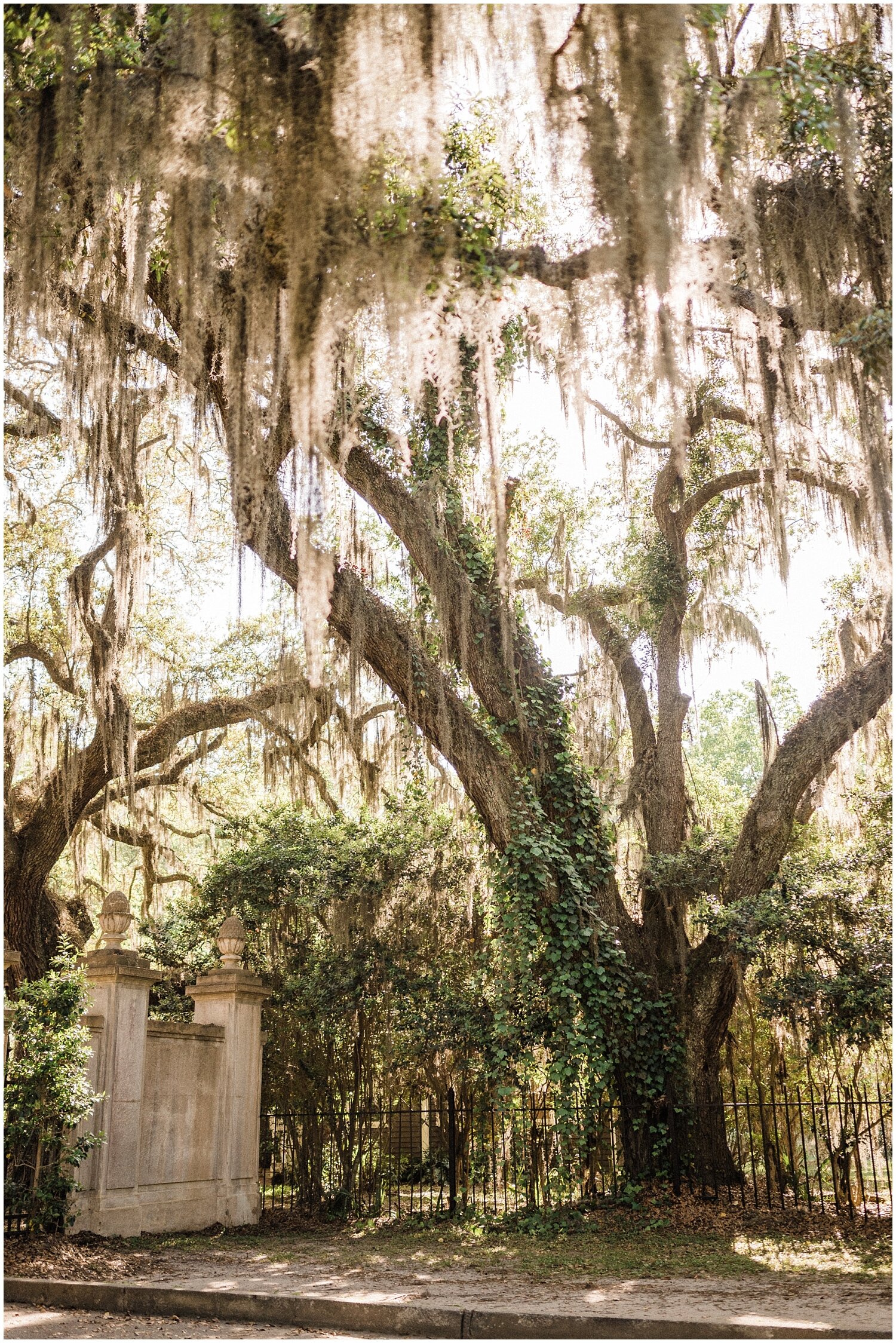 Wormsloe Historic Site &amp; Plantation Engagement Portraits | Savannah, GA