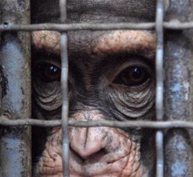 Chimp Cage Stock Photo Edit Now 131484518