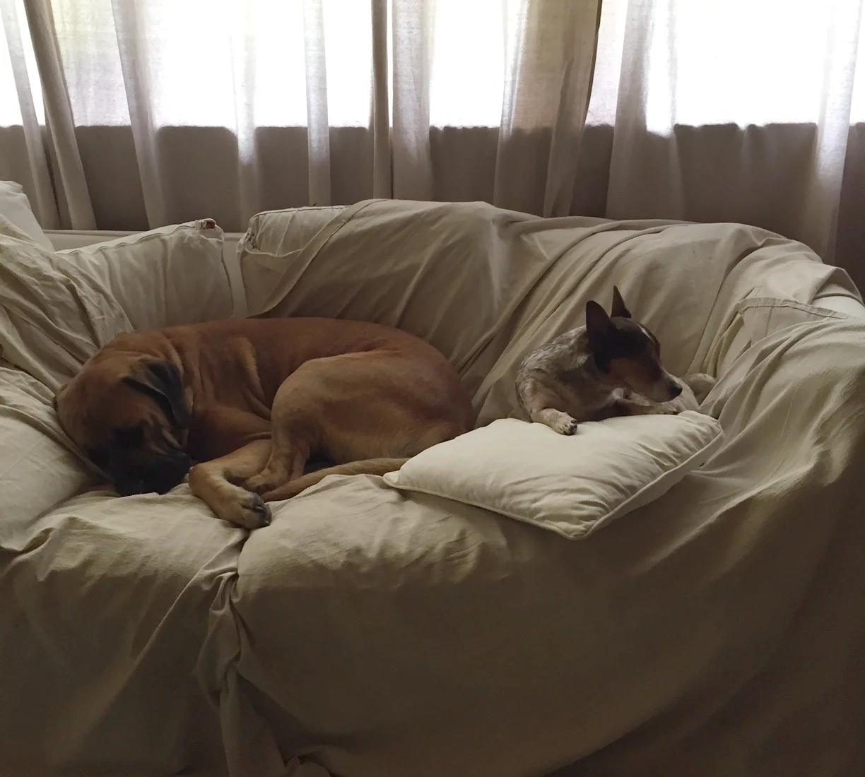 Bigly (on the left), and Loverboy (on the right), dozing on the couch in Karen's studio. Thank goodness for drop-cloths! 