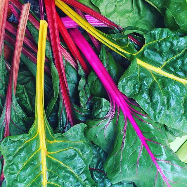 My Swiss chard is still just stunning!  Love the colors of this variety!  It is almost florescent!!!!!! Yummy, yummy, yummy!!!
