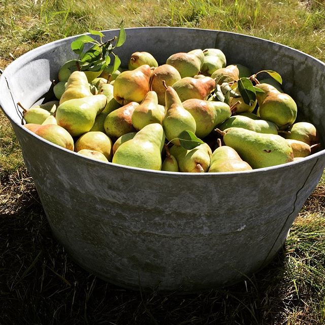 1st official pear harvest from our very own pear tree:)