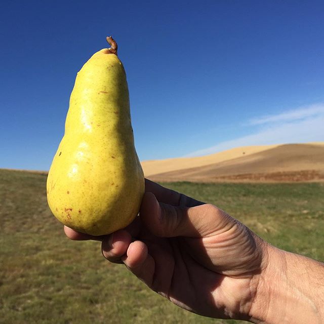 My favorite pear from pear harvest today!