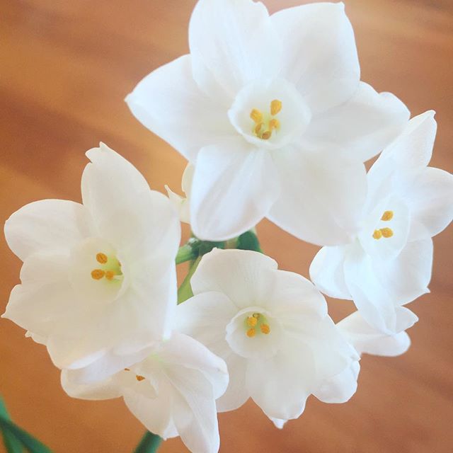 Paper white narcissus = pure loveliness :)