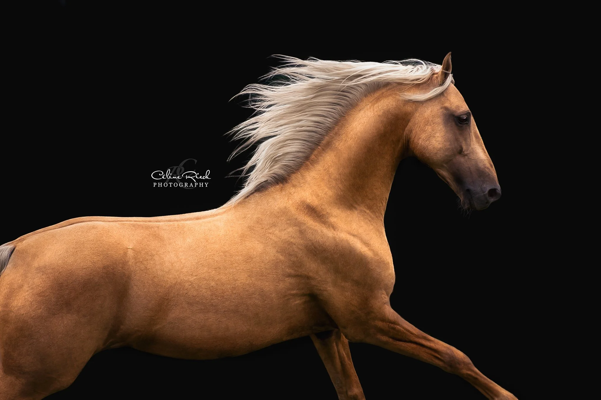 celinerieck_CRI_4921_201706_CoachingmitCarinaMaiwald_Gitano_GoldenBoy_web Kopie.jpg