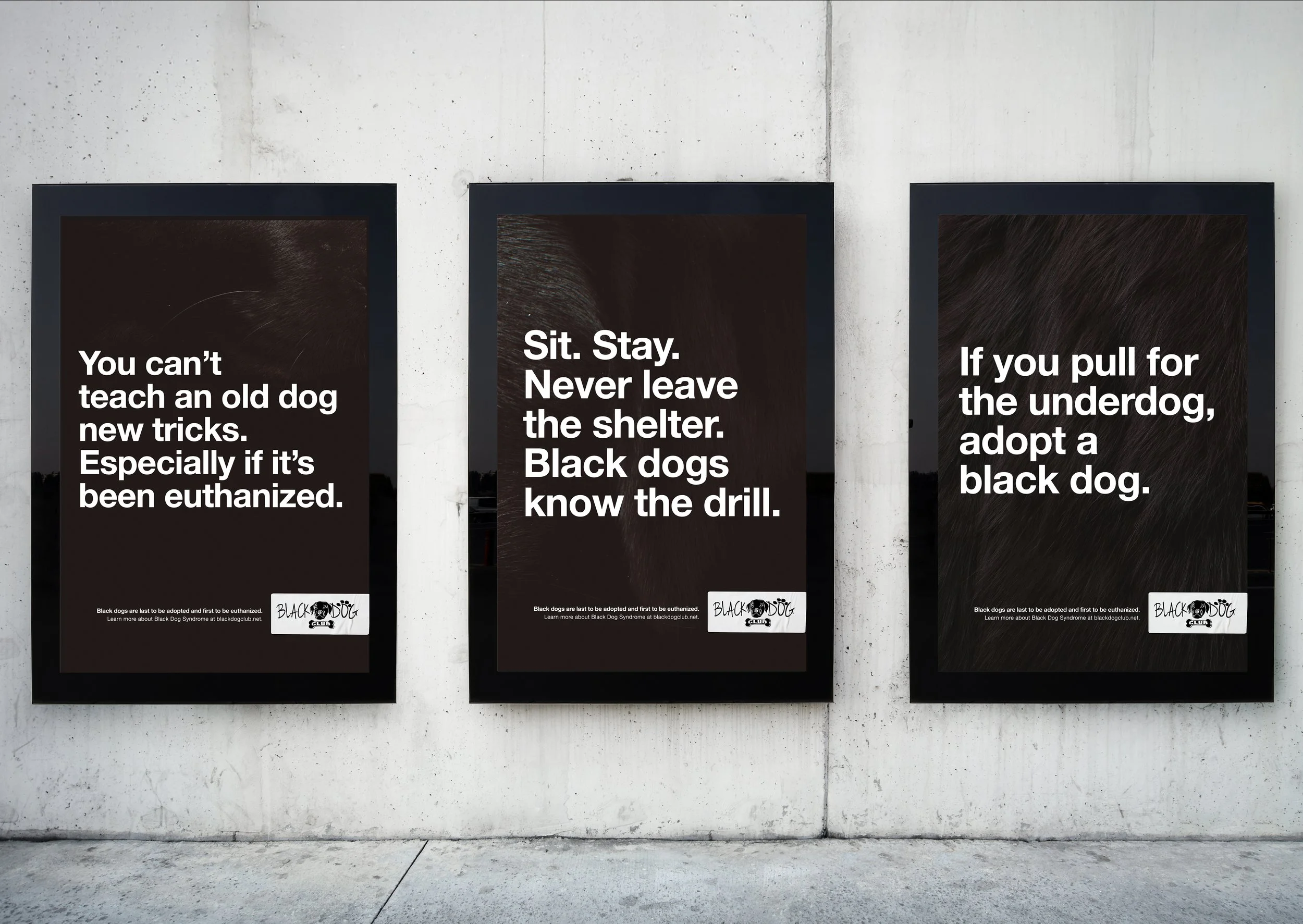 BlackDogClubPosters.jpg