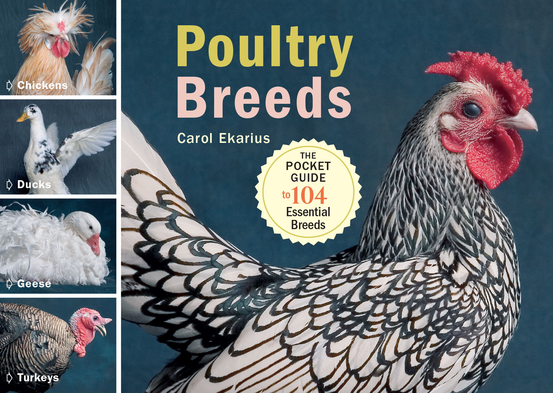 “Photography by © Adam Mastoon, from Poultry Breeds , © by Carol Ekarius, used with permission from Storey Publishing.”