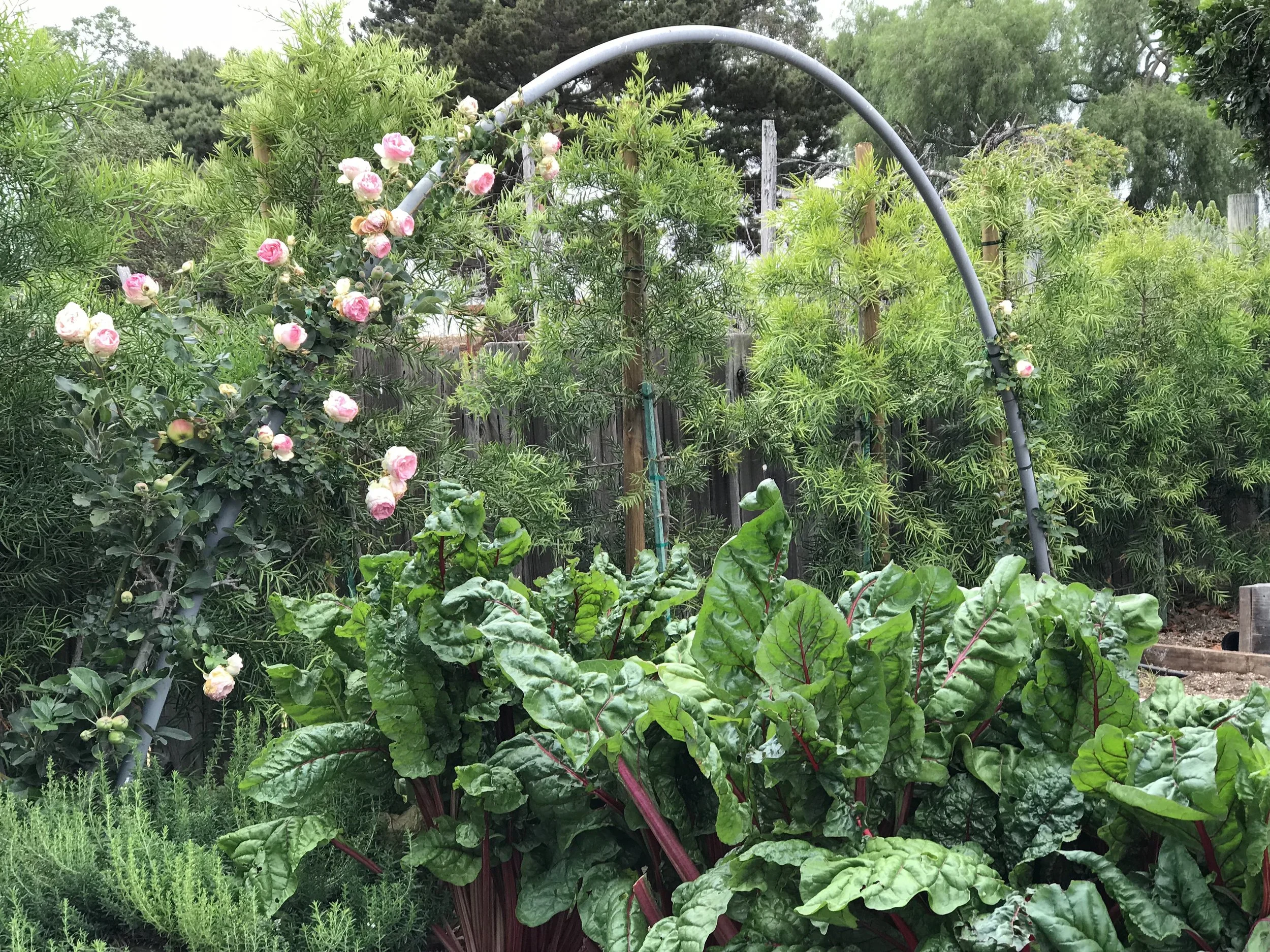 Climbing Eden Rose in My Potager
