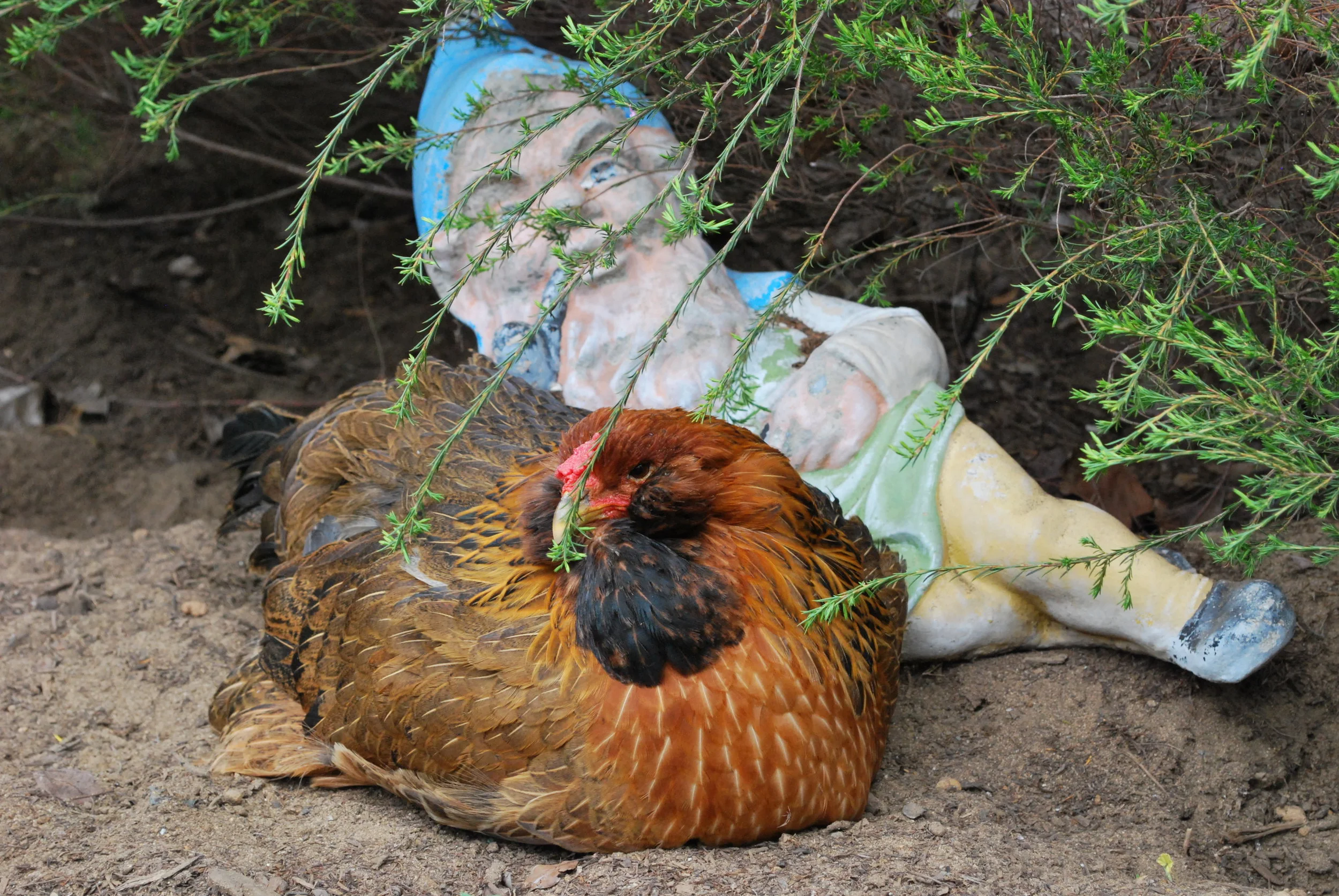 gnome and chicken.JPG