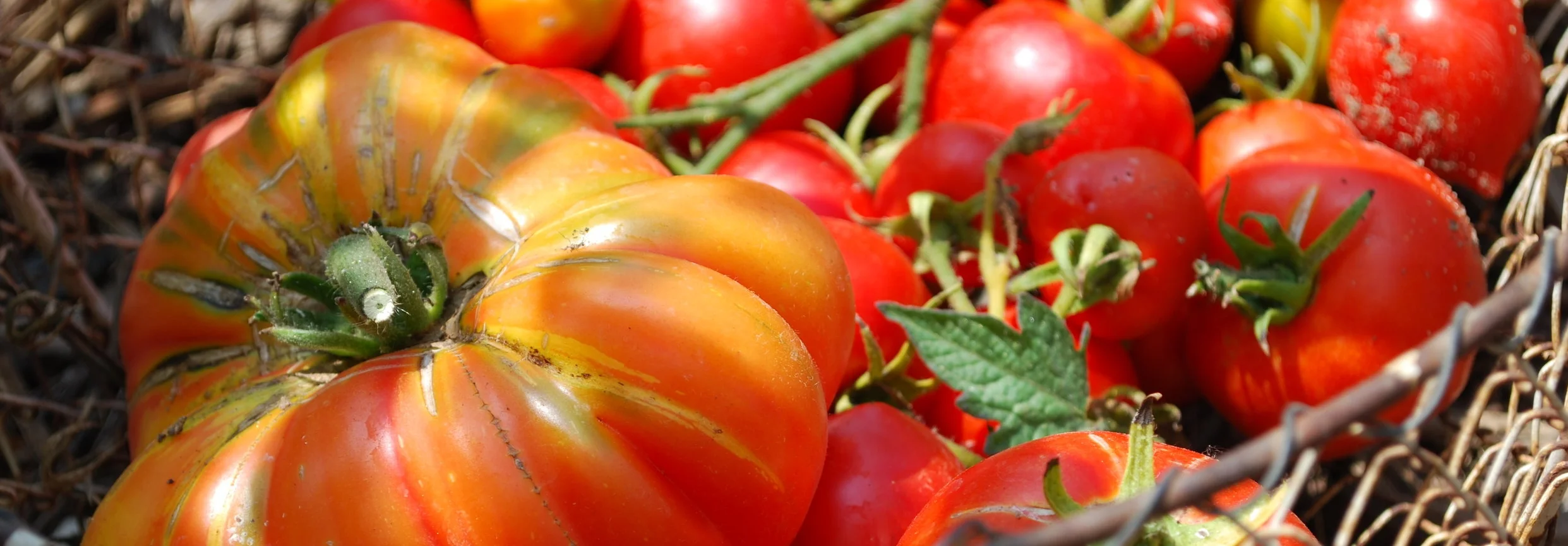 tomatoes in wire basket2.jpg
