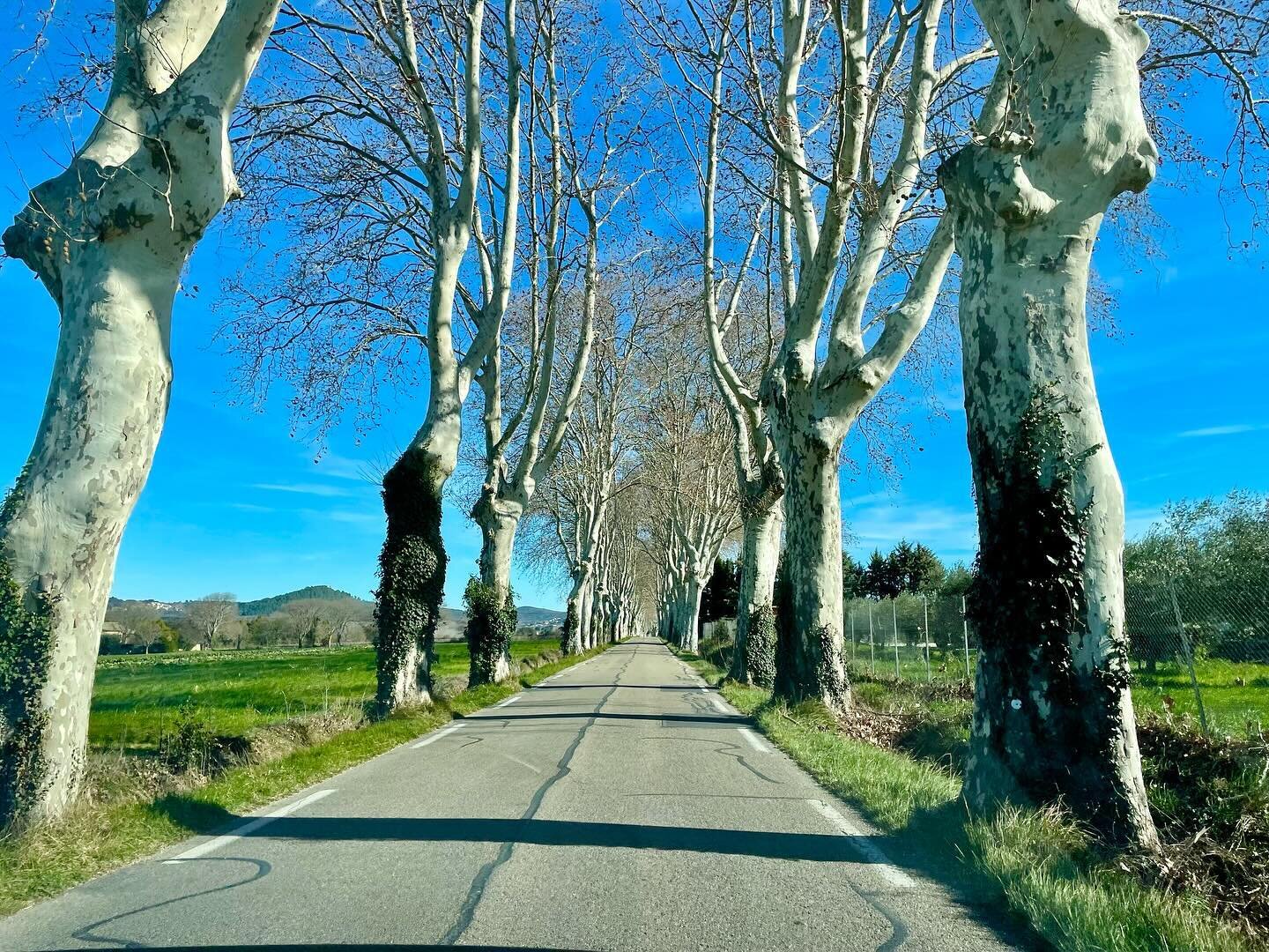 Back in #southfrance again, and couldn&rsquo;t be happier. The #winterbeauty is amazing, besides the #markets, #brocantes, #seasonalfood and more!
#uzes #frenchcountryliving #bonapp&eacute;tit #southfrance