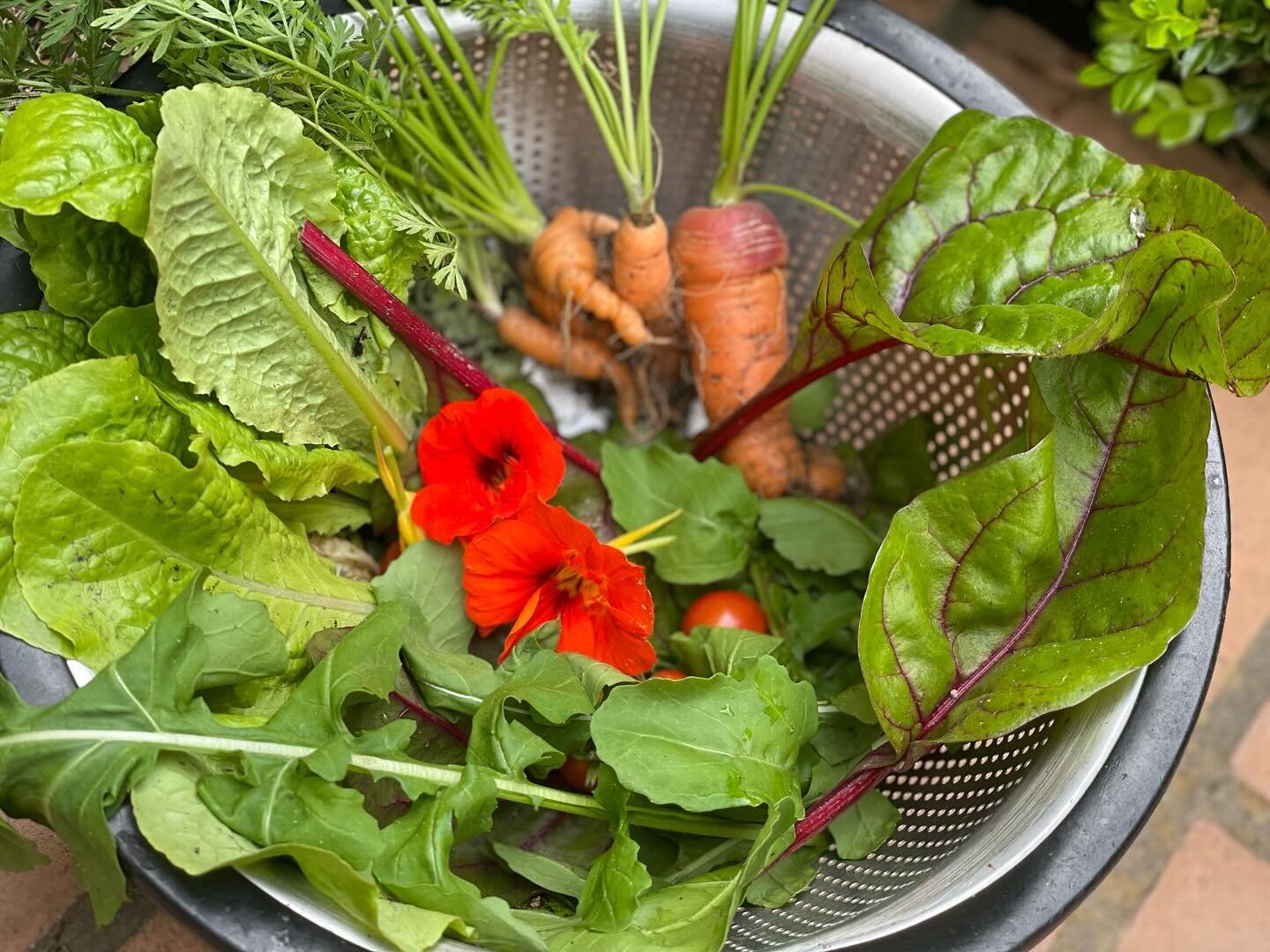 First #salad from the #potager with #bib #lettuce, #swisschard, #arugula, naval #carrots, volunteer #cherrytomatoes🍅, and #nasturtium #flowers.  So #delicious with a simple #vinaigrette!
#seasonalfood #spring #freshfood #simplicity 
#frenchcountryli